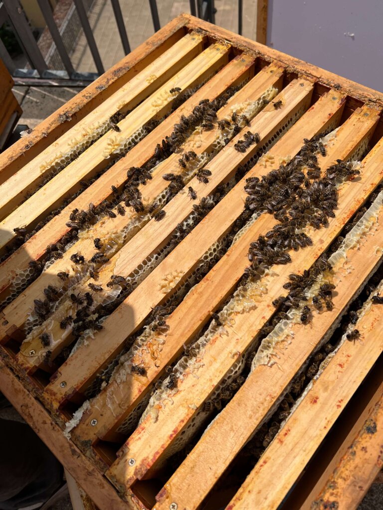 Bienenstock in unserer Schule